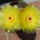 Dscf7352_1710338_5979_t