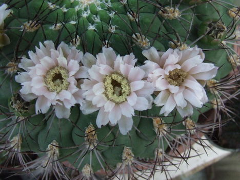 DSCF7362