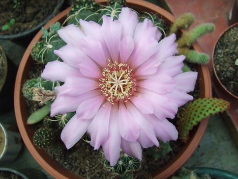DSCF7364