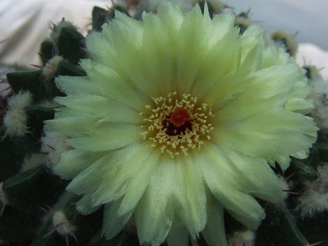 DSCF7366