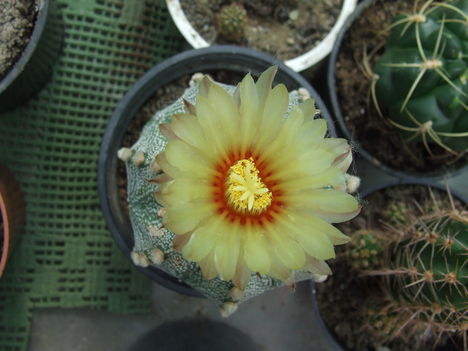 DSCF7367