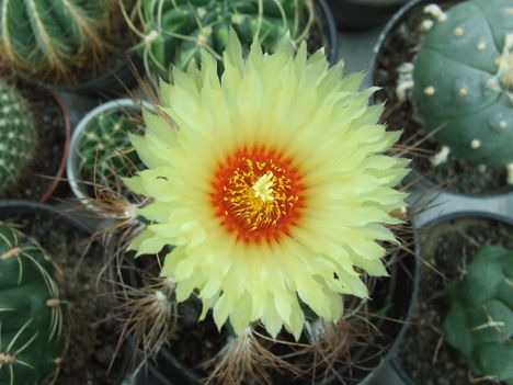 DSCF7368