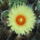 Dscf7368_1710565_9887_t