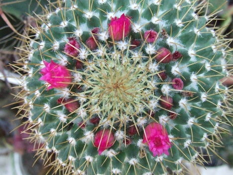 DSCF7371