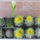 Dscf7375_1710927_4164_t