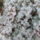 Dscf7379_1710929_6437_t