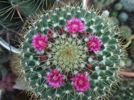 DSCF7383