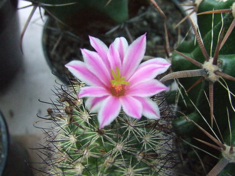 DSCF7384