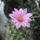 Dscf7384_1710932_6146_t