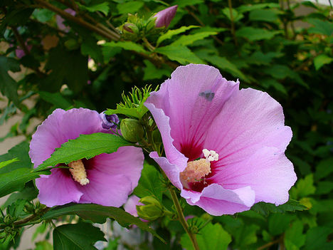 hibiszkusz 2