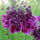 Juniusi_viragok_11__csillagos_ordogszem_1710366_6347_t