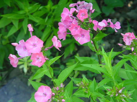 Júniusi virágok 14 - Bugás lángvirág