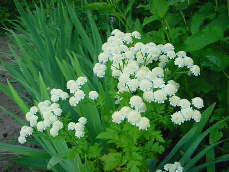 Júniusi virágok 16 - Balzsamos aranyvirág (Margitvirág, morzsavirág, morzsika)
