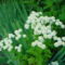 Júniusi virágok 16 - Balzsamos aranyvirág (Margitvirág, morzsavirág, morzsika)