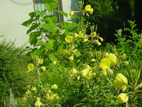 Júniusi virágok 2 - Parlagi ligetszépe