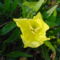 Júniusi virágok 4  - Négyszögletes ligetszépe