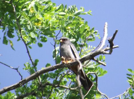 kék vércse (Falco vespertinus)