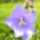Kep1597_1701697_4600_t