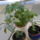 Laczine_marikanak_1701443_6888_t