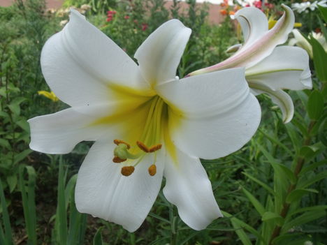 liliom