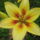 Liliom-002_1710951_6078_t