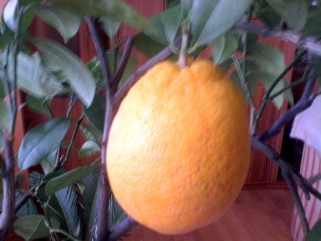 narancs közelről