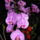Orhidea_171177_79927_t
