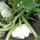 Patisszon_1710863_9372_t