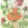 Rozsa_001_1710956_2734_t