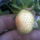 Szamoca_171785_63816_t