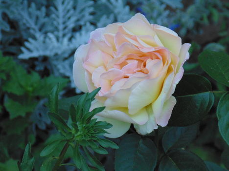 DSC01711