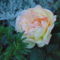 DSC01711
