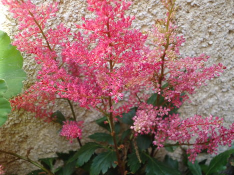 Astilbe