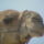 Cam_0823_1722982_7158_t