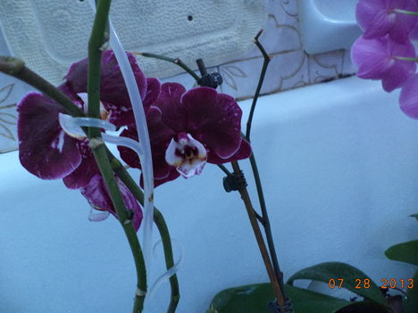 egy kádnyi + lavornyi orchidea 11
