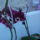 Egy_kadnyi__lavornyi_orchidea_11_1722821_6452_t