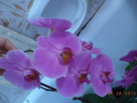 egy kádnyi + lavornyi orchidea 12