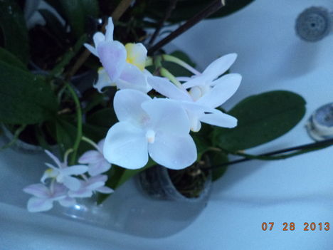 egy kádnyi + lavornyi orchidea 13