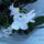 Egy_kadnyi__lavornyi_orchidea_13_1722824_8597_t