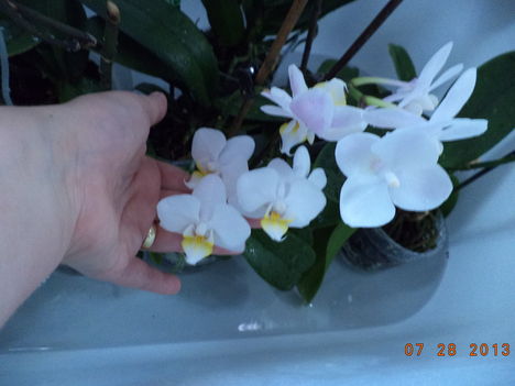 egy kádnyi + lavornyi orchidea 14