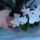 Egy_kadnyi__lavornyi_orchidea_14_1722831_2568_t