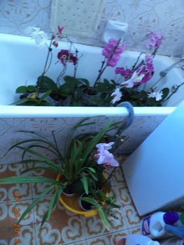 egy kádnyi + lavornyi orchidea 1