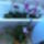 Egy_kadnyi__lavornyi_orchidea_1_1722772_5612_t