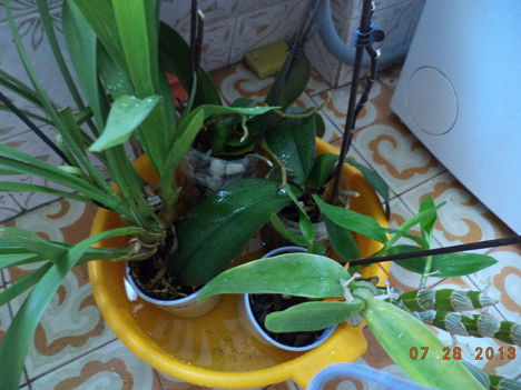 egy kádnyi + lavornyi orchidea 2