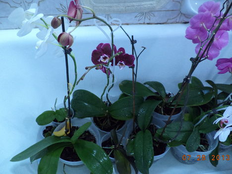 egy kádnyi + lavornyi orchidea 3