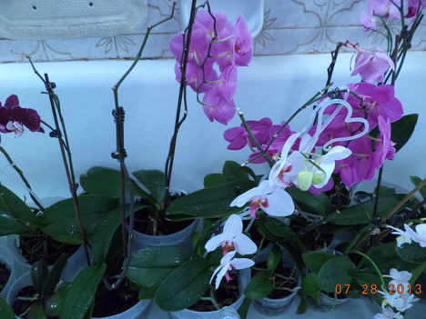 egy kádnyi + lavornyi orchidea 4