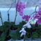 egy kádnyi + lavornyi orchidea 4