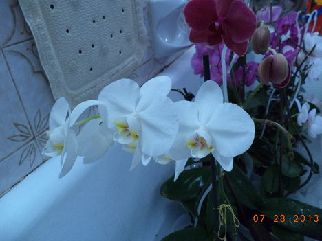 egy kádnyi + lavornyi orchidea 6