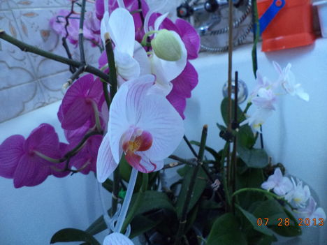 egy kádnyi + lavornyi orchidea 7