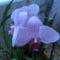 egy kádnyi + lavornyi orchidea 8